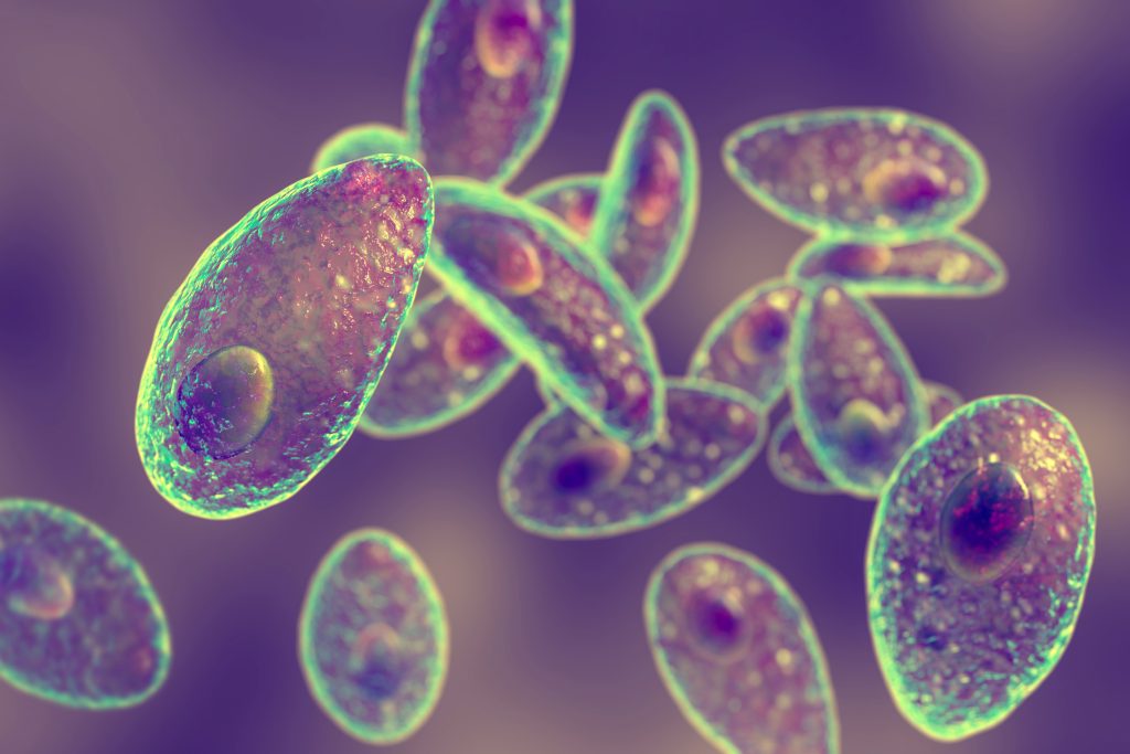 imagem em roxo do toxoplasma gondi